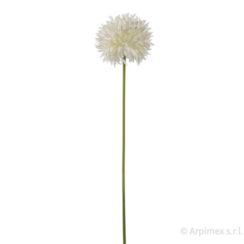 ALLIUM CM.45 WHITE